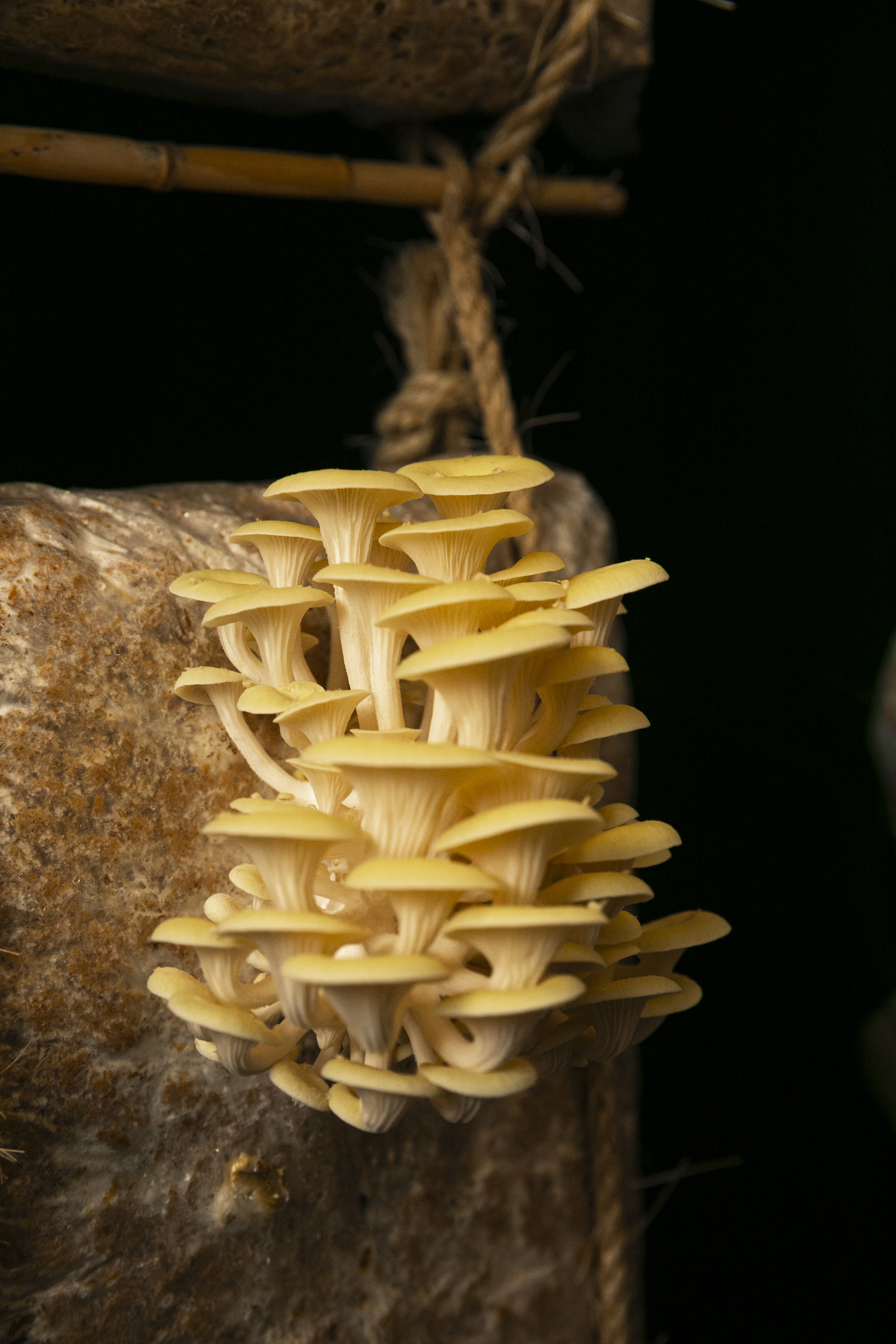 Yellow mushrooms caps arranged closely together.