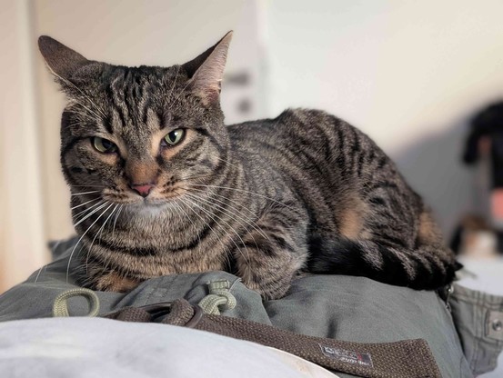 Foto of me laying on the bed with one of our cats sitting on my lap chilling 