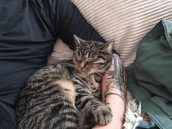 Photo of me sitting on a couch with a cat lying on my arm with her paw on my arm.