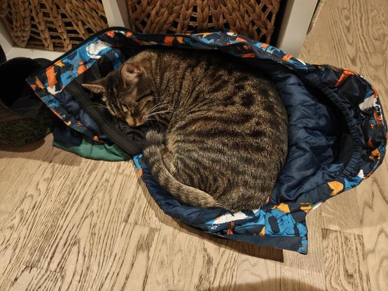 Grey/brown cat sleeping to to of a kid's winter jacket lying on the floor.