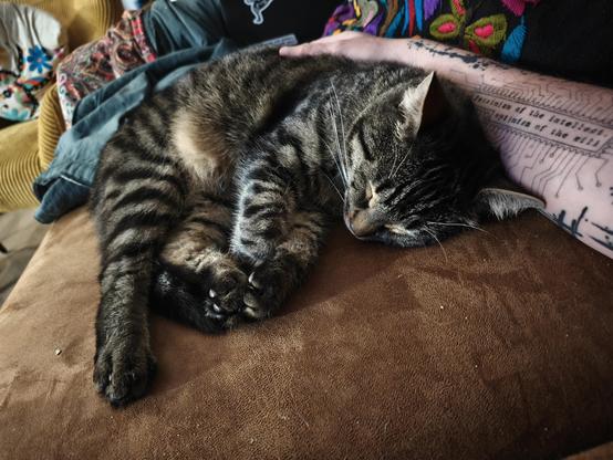 A photo of one of my cats sleeping curled up in my arm